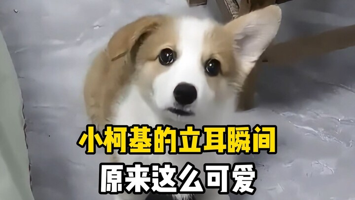 Hóa ra việc tai chó corgi dựng lên chỉ diễn ra trong tích tắc!