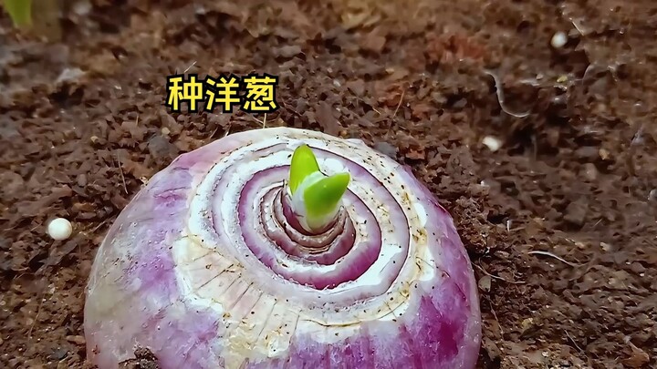 把洋葱头切下来埋土里，还能重新生长出地下球茎吗？歪果仁花几个月时间记录全过程
