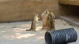 One of the confusing behaviors of animals: Groundhogs trying to stop a fight