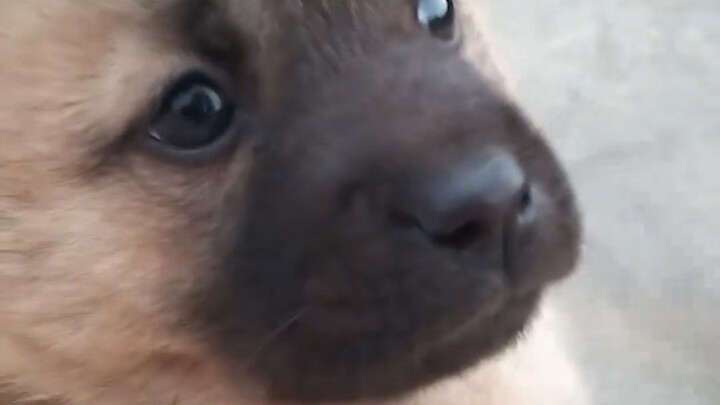 The Little Mongrel Grandma Won Back from a Mahjong Game