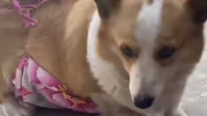 The pain of a low chassis!