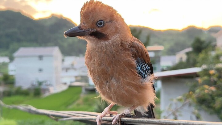 Seekor gagak cerdik telah menetap di atap rumah saya.
