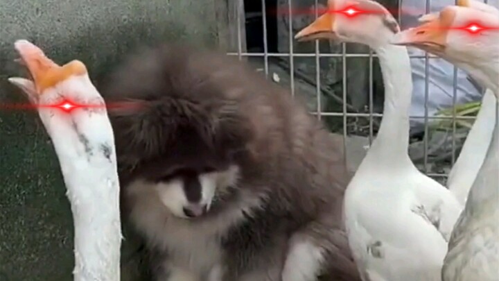 หมา: แม้ว่าฉันจะไม่ใช่มนุษย์ แต่คุณนี่มันหมาจริงๆ!