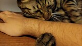 A Mocha cat keeps holding my arm