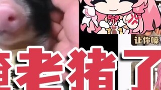 [Ze Yin] Aku sangat marah ketika melihat nama itu ditempel di babi, dan ada juga garis dan plot haha