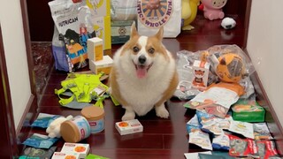 Bagaimana reaksi anjing saat pemiliknya pulang berburu?