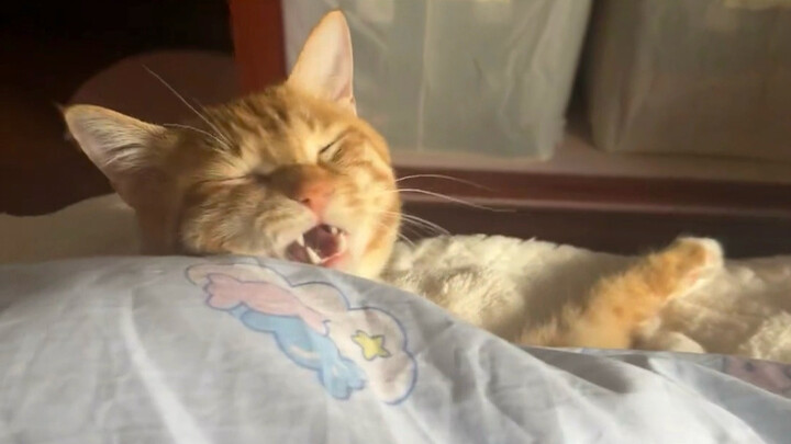 Kucing kecil, aku baru saja bangun tidur.