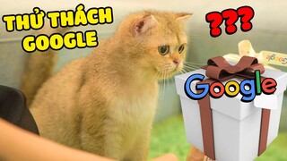 Biến món quà từ Google thành thử thách cho các bé mèo | The Happy Pets #60