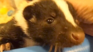 During the summer vacation, the young lady brought a little weasel home and scared her grandma half 