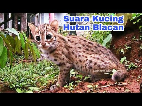 Suara kucing Hutan Blacan