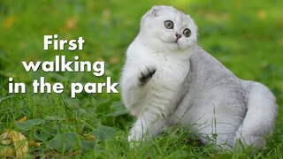 First walking in the park. Cats walk | scottish shorthair