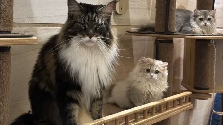 How can such a badass cat sound so timid when it meows? 😂