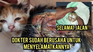 Anak Kucing Yang Di Siram Minyak Panas Akhirnya Meninggal Di Klinik Dia Bikin Nangis Orang Banyak.!