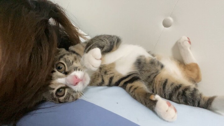 With this irresistible cuteness routine, the kitten has won over me, my mom, and my dad, one after a