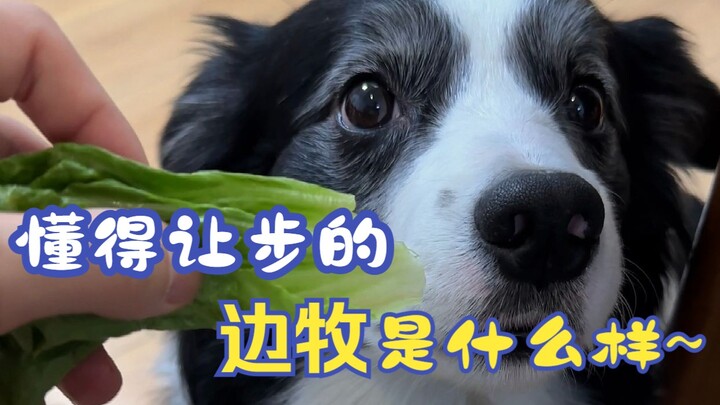 Một chú chó Border Collie biết thỏa hiệp trông như thế nào?