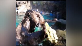 Vũ điệu đập hàu :vvv pet thucung animal cute xuhuong trending onhavanvui fyp