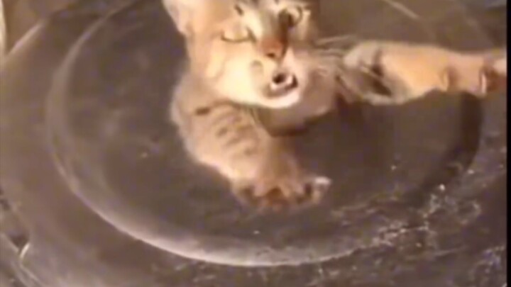 Mimi? Mimi?? Mimi?!!