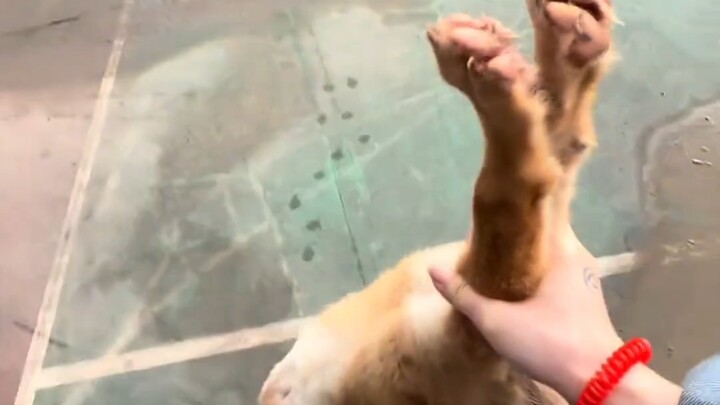 Anjing: Sepanjang hidup ini aku juga lurus!