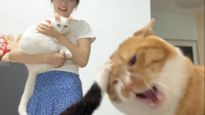 当然要一起看热闹啦！！！