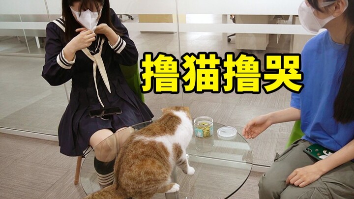 الشقيقة الصغيرة تعرضت للتسريح من العمل، لكن أكثر ما لا تستطيع التخلي عنه هو قطة الشركة المجاورة؟ قطة