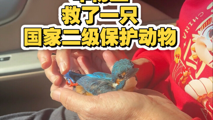 On the Third Day of the Lunar New Year, I Rescued a National Second-Class Protected Animal
