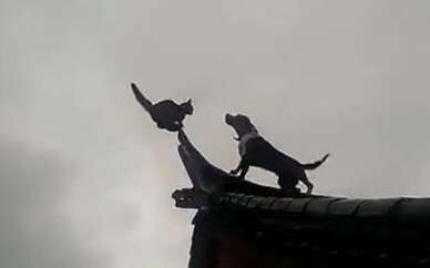Đội Uông Uông thiếu Đại Đức