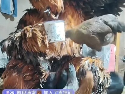 ไก่แมน