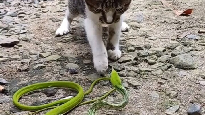 A cat’s reaction is seven times faster than a snake’s!