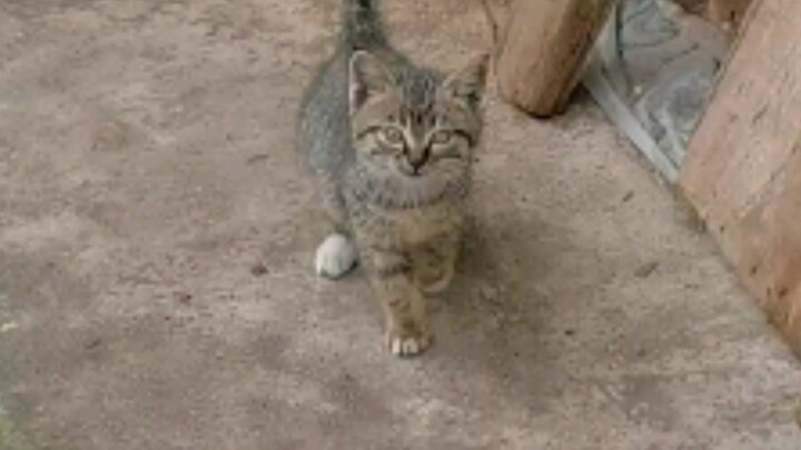 ฉันมีแมวแล้ว!