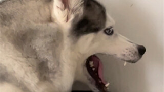 Ternyata Husky juga bisa tersinggung dengan kakinya sendiri