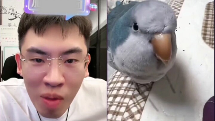 ابني الصغير يتأمل الطيور، شوفوا كيف يدهش الأطفال الفضوليين هههه