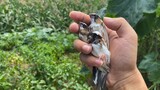 [Động vật] Được tự do và phớt lờ tình bạn của chúng ta-Bengalese Finch