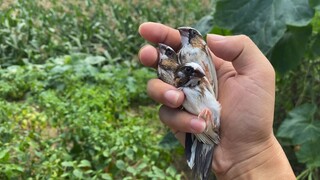 [Animals]Got free and ignore our friendship - Bengalese Finch