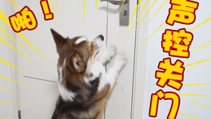 Real-life case: When the owner gets lazy enough, the dog will close the door on its own!