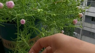 Ký túc xá nam, khi bạn có bạn cùng phòng thích trồng hoa