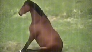 Kuda: Apakah kamu punya pacar lain, sampai-sampai kamu marah-marah padaku