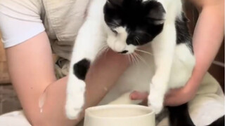 Đây là tác phẩm của chú mèo bò mê gốm, do chính tay Sư phụ Meow tạo ra. Chẳng phải đáng giá cả trăm 