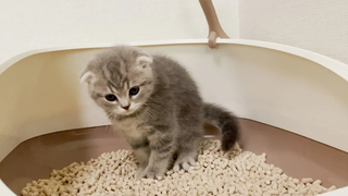 The first toilet! A well-made kitten Lulu