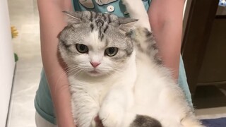Use freeze-dried food to trick a cat into shaving its legs. The cat curses and it's very cute.