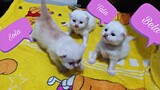 3 kittens playtime || Sola || Bela || Tala || Clowder zone