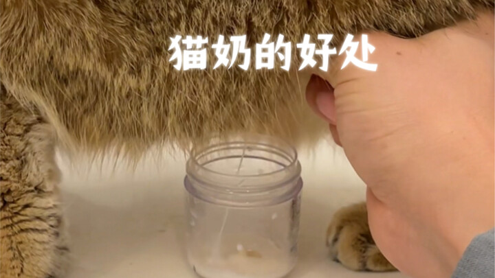 Freshly squeezed cat milk—drink it right away, green and pollution-free!