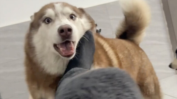 Trải nghiệm thế nào khi bạn nuôi một chú Husky hay ghen tuông?