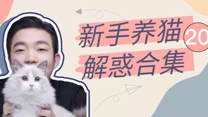 Tổng hợp giải đáp thắc mắc cho người mới nuôi mèo (20)