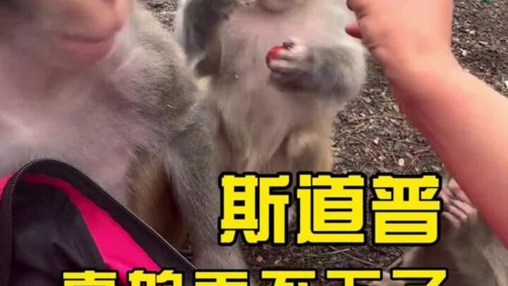 They’ve even made Monkey King’s nose bulge into abs! #Monkey #Funny #Cute #MonkeyKing
