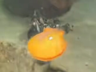 SpongeBob Tidak Menipu Silver