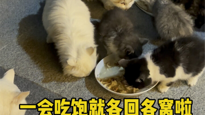They can eat their fill and be happy here~