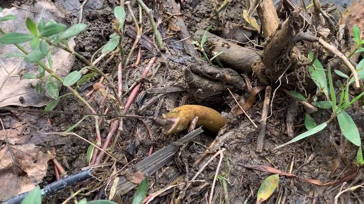 The yellow eels in the rice paddies have become a real nuisance—stick a hook in and they snap at it;