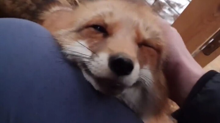Humans are easy to please, just act coquettishly