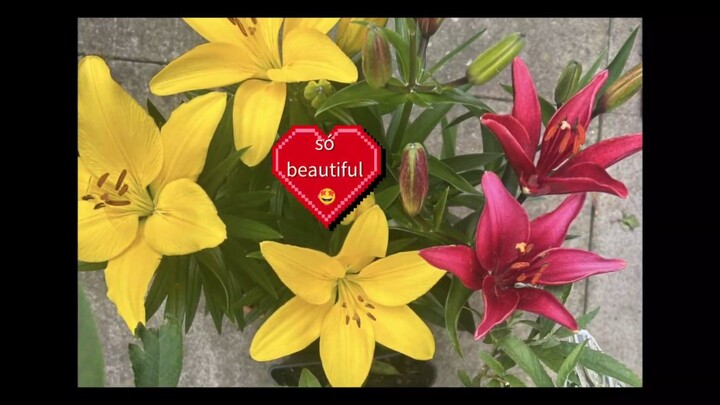 so beautiful flowers 🌺 🤩 #dailyvibe #bilibilidaily #goodvibe #viral #flowers #support #like 👍