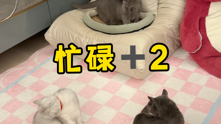 The cats are disturbing my sleep? I'll just keep you under control all night!